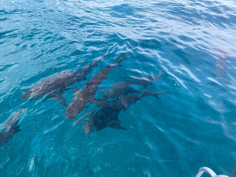 Bimini Bahamas