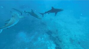 3 Black Tip Reef Sharks swimming