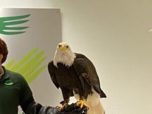 Eagle at Raptor Center