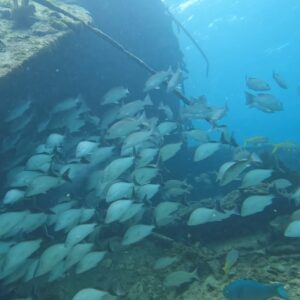 Fish under Shipwreck