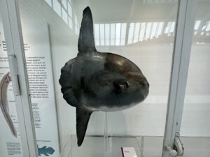 Mola Mola Fish or Ocean Sunfish