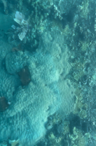 Plant Life growing on ship wreck